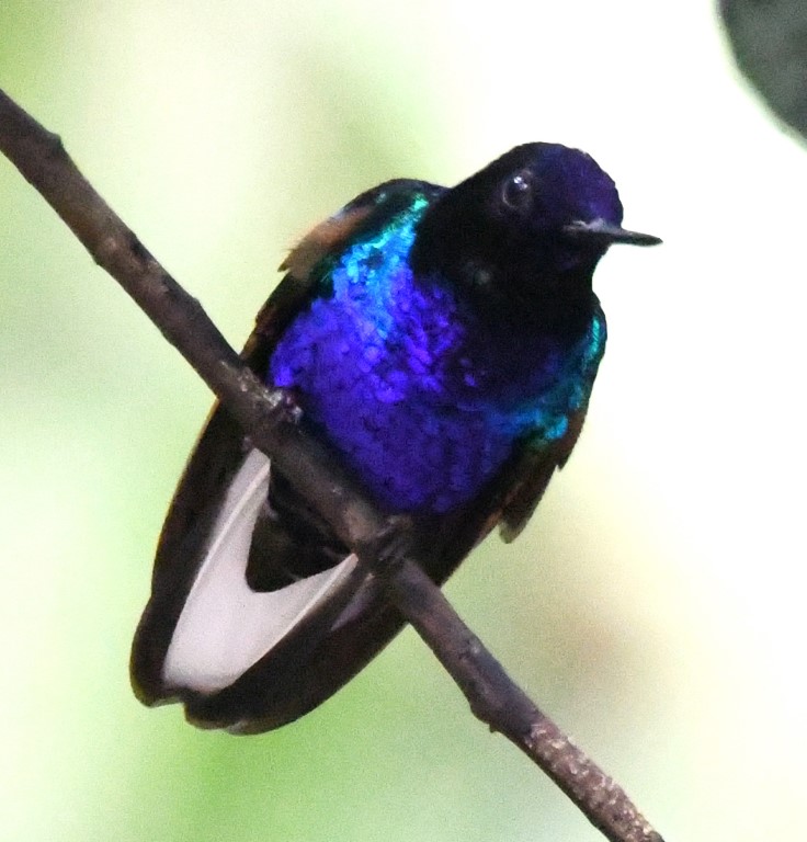DSC_9632b.jpg