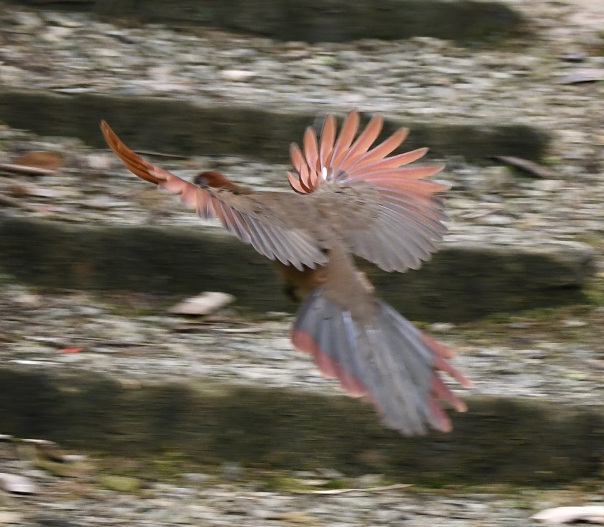 DSC_9879b.jpg