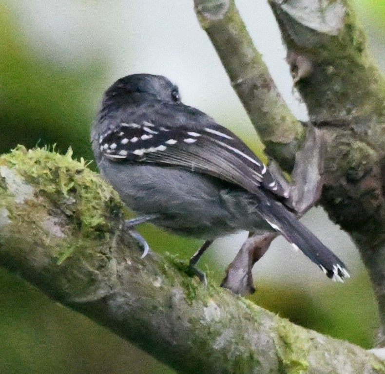 DSC_9911b.jpg