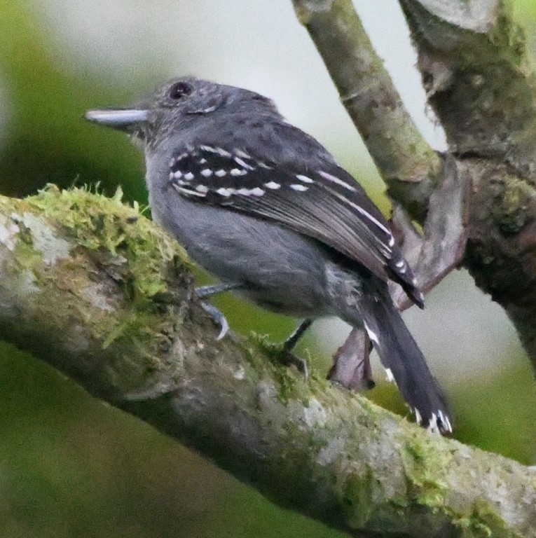 DSC_9916b.jpg