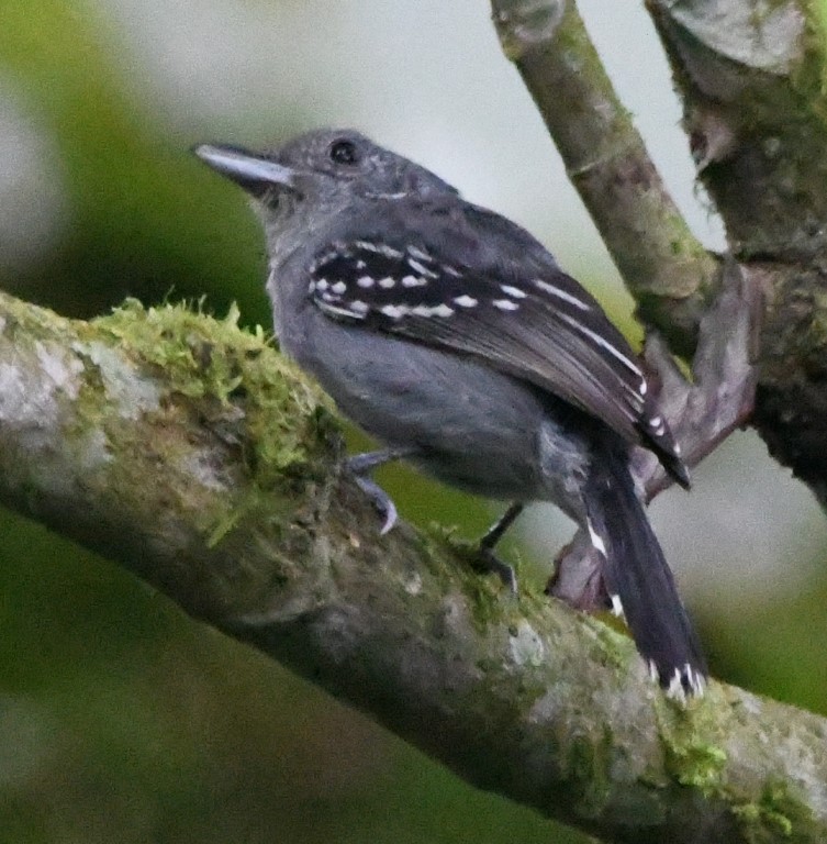 DSC_9917b.jpg