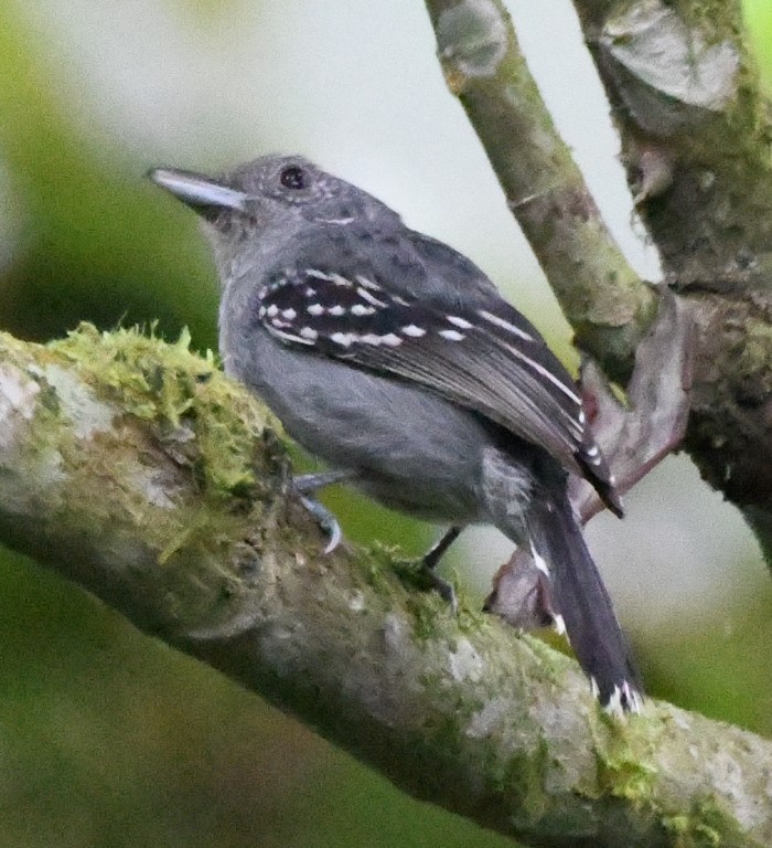 DSC_9918b.jpg