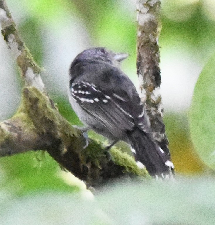DSC_9923b.jpg
