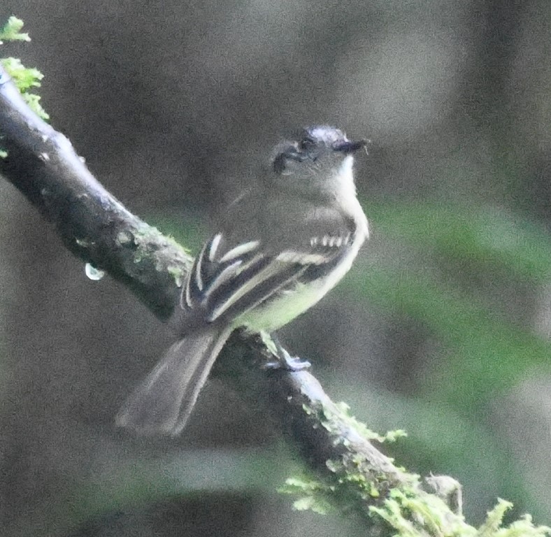 DSC_9933b.jpg