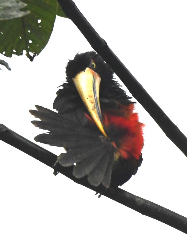 DSC_0042b.jpg