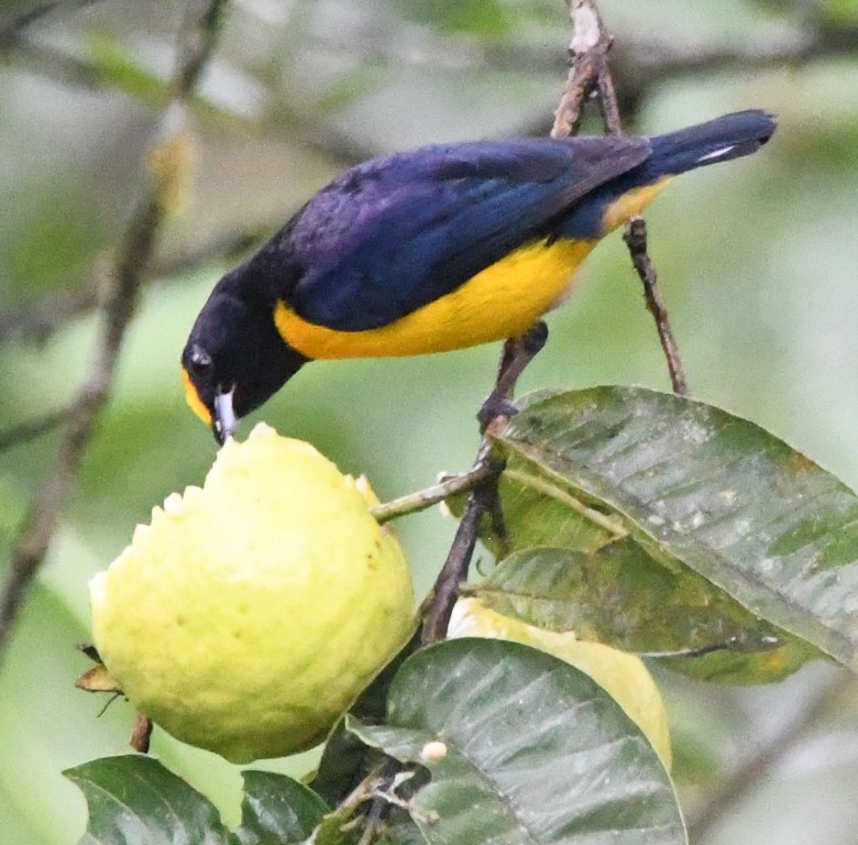 DSC_0098b.jpg