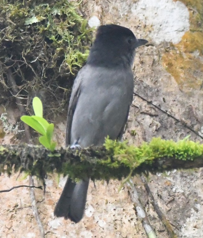 DSC_0123b.jpg