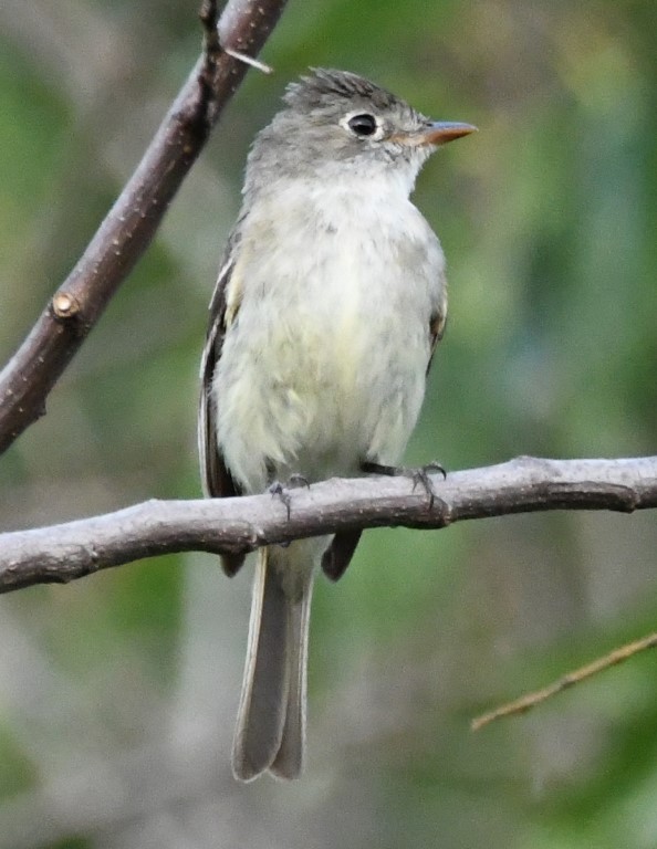 DSC_6303b.jpg