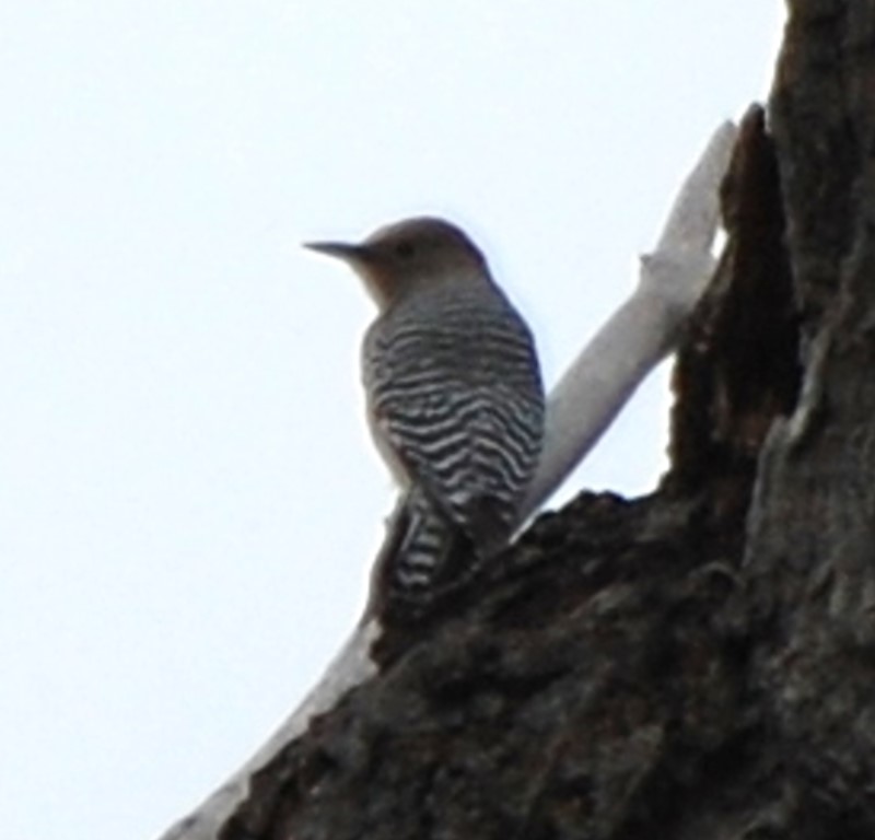 DSC_2057b.jpg