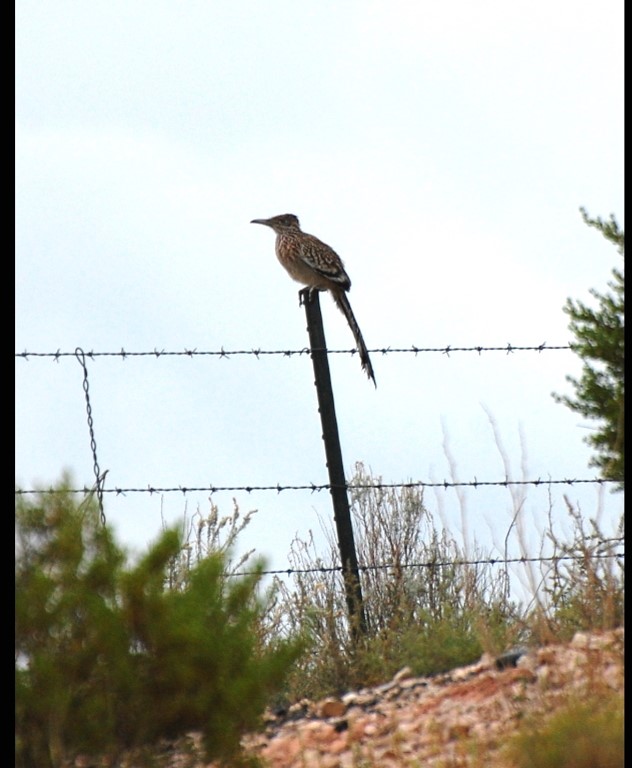 DSC_2104b.jpg
