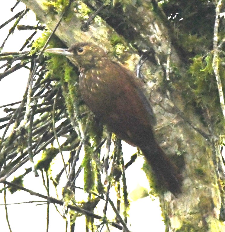 DSC_0266b.jpg