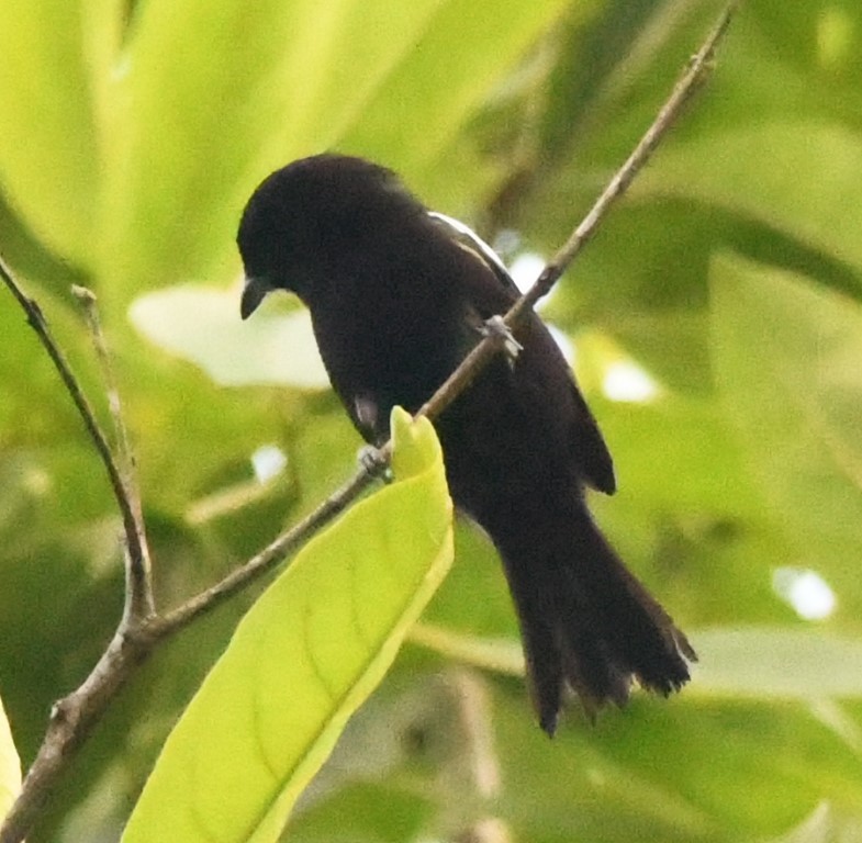 DSC_0272b.jpg