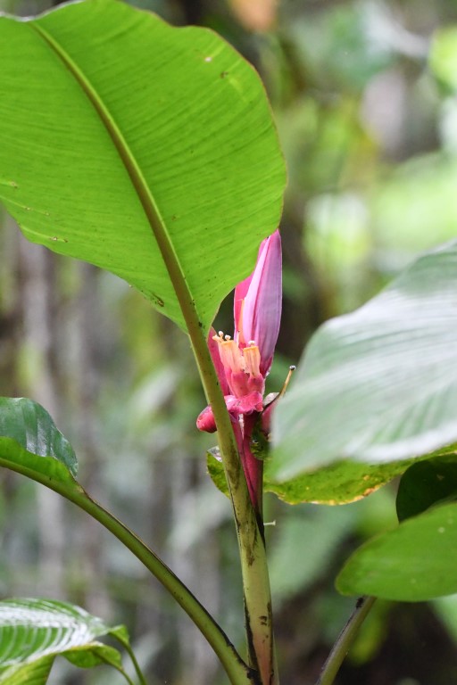 DSC_0542b.jpg