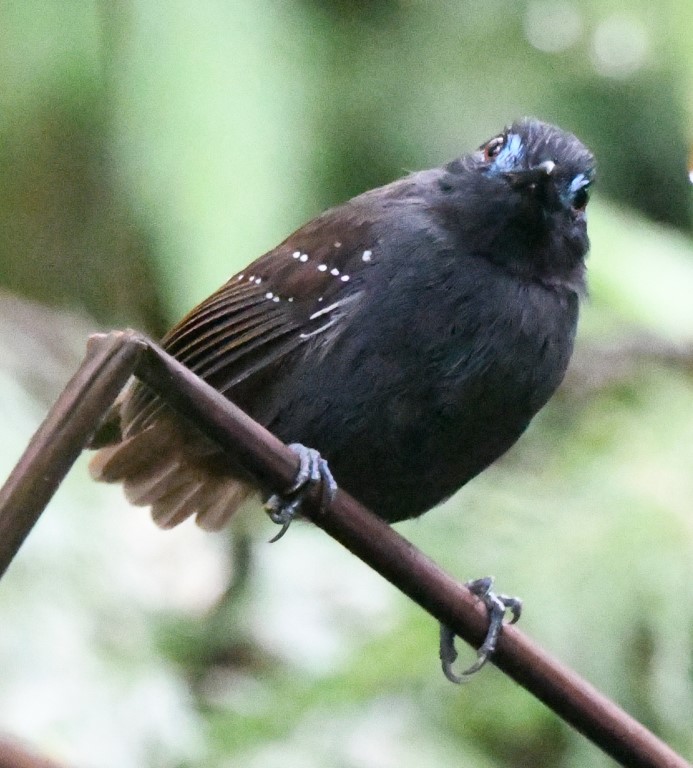 DSC_0638b.jpg