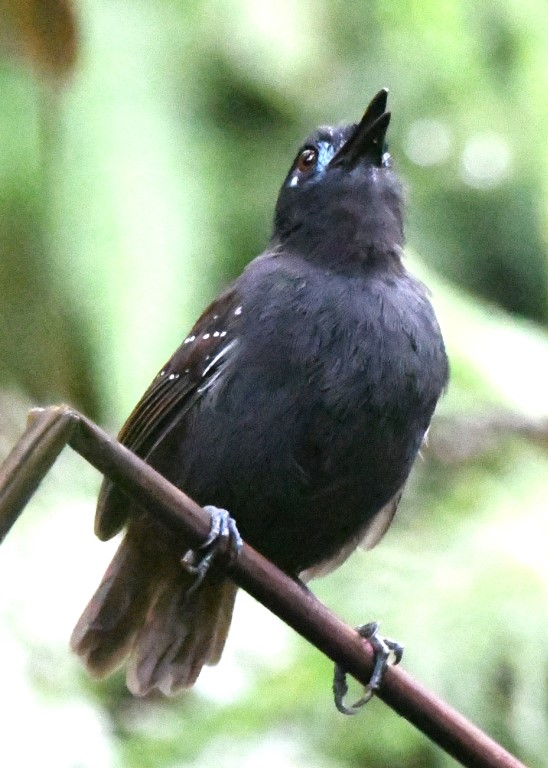DSC_0640b.jpg