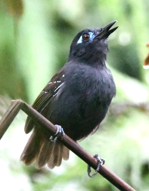 DSC_0642b.jpg