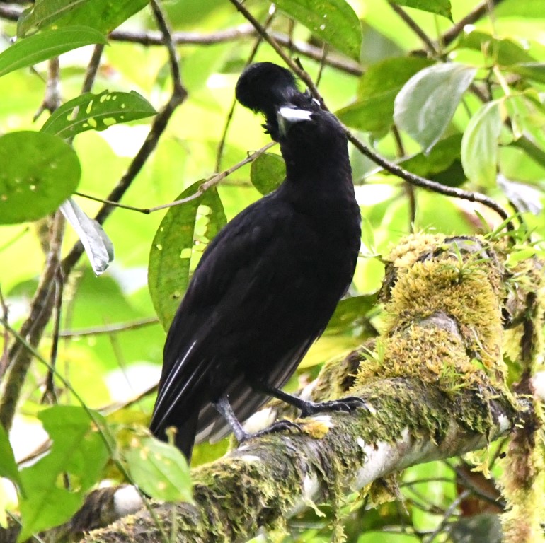 DSC_0683b.jpg