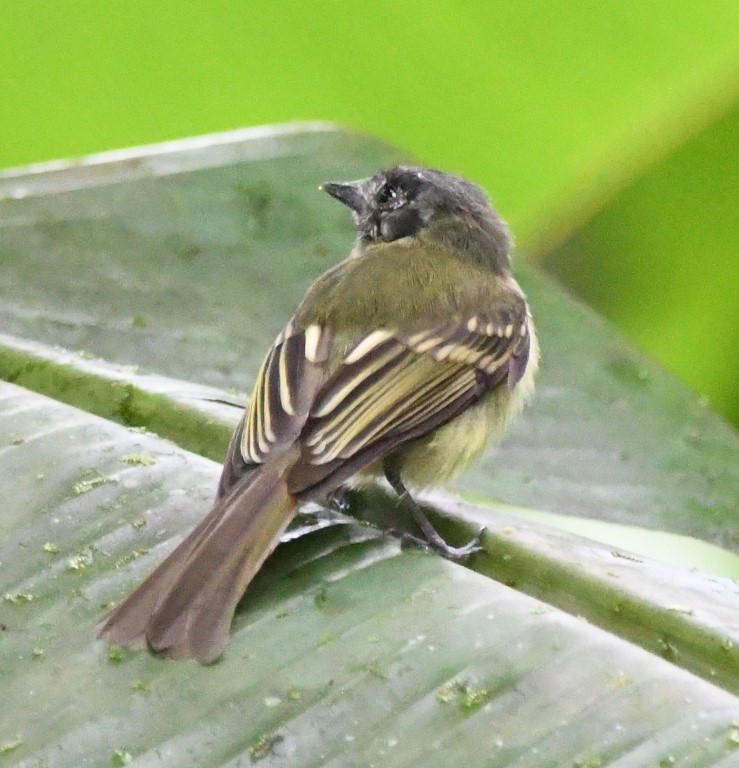 DSC_0724b.jpg