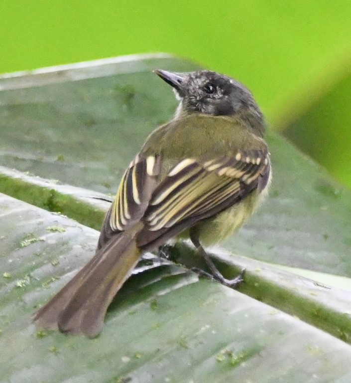 DSC_0725b.jpg
