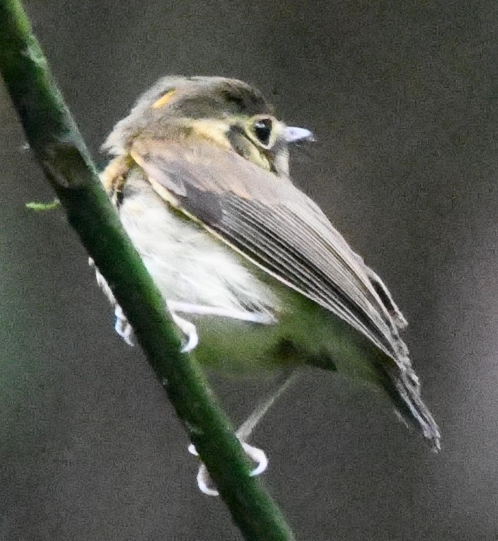 DSC_0803b.jpg