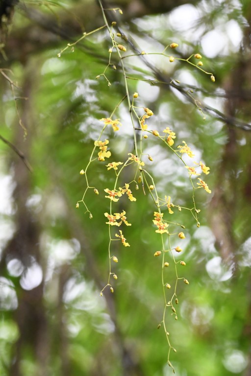 DSC_0878b.jpg