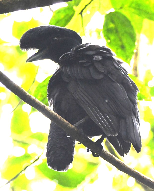 DSC_0948b.jpg