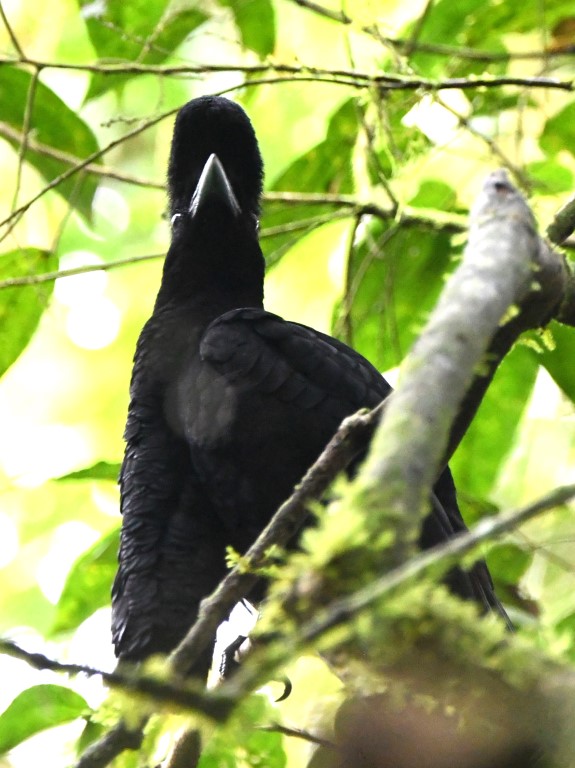 DSC_1005b.jpg