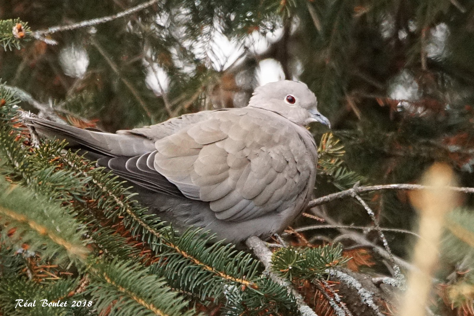 Tourterelle turque (Eurasian Collared-Dove)