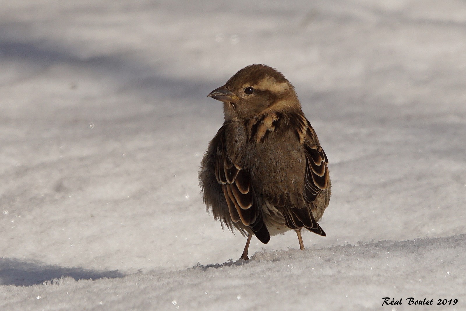 Moineau domestique (House Sparrow)