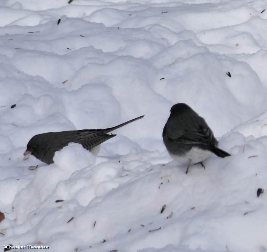 Dark-eyed juncos