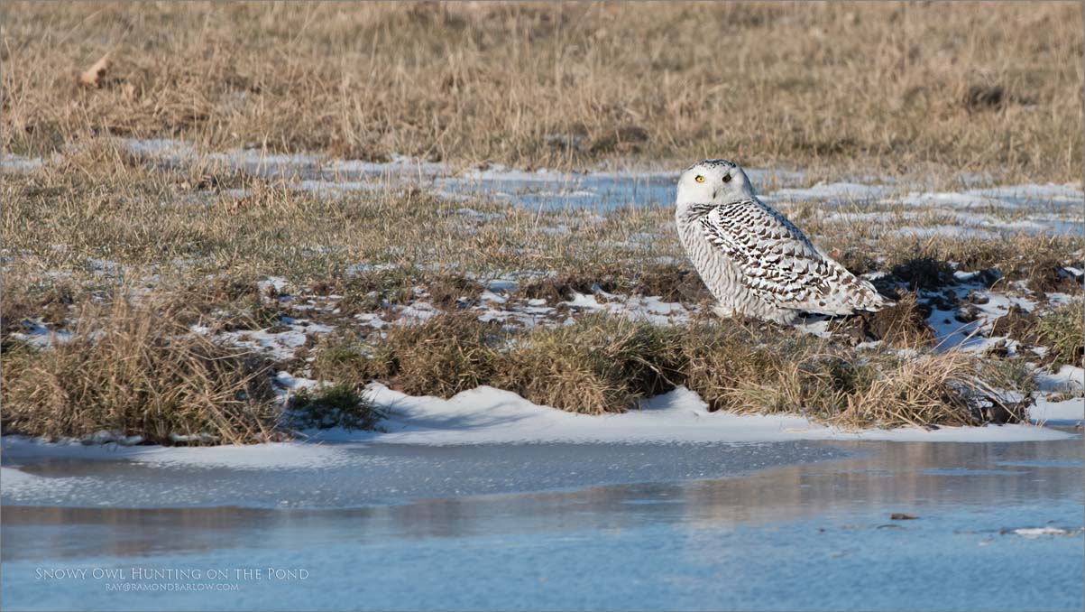 Snowy Owl on the Pond