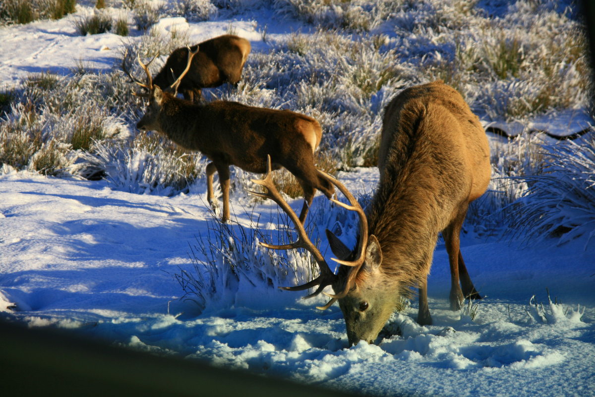 Red deer stag