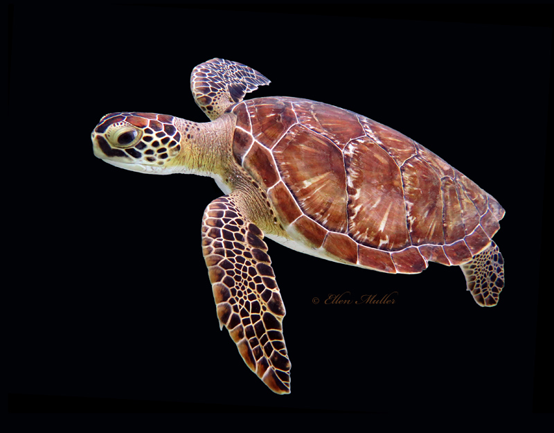 Turtle on Black