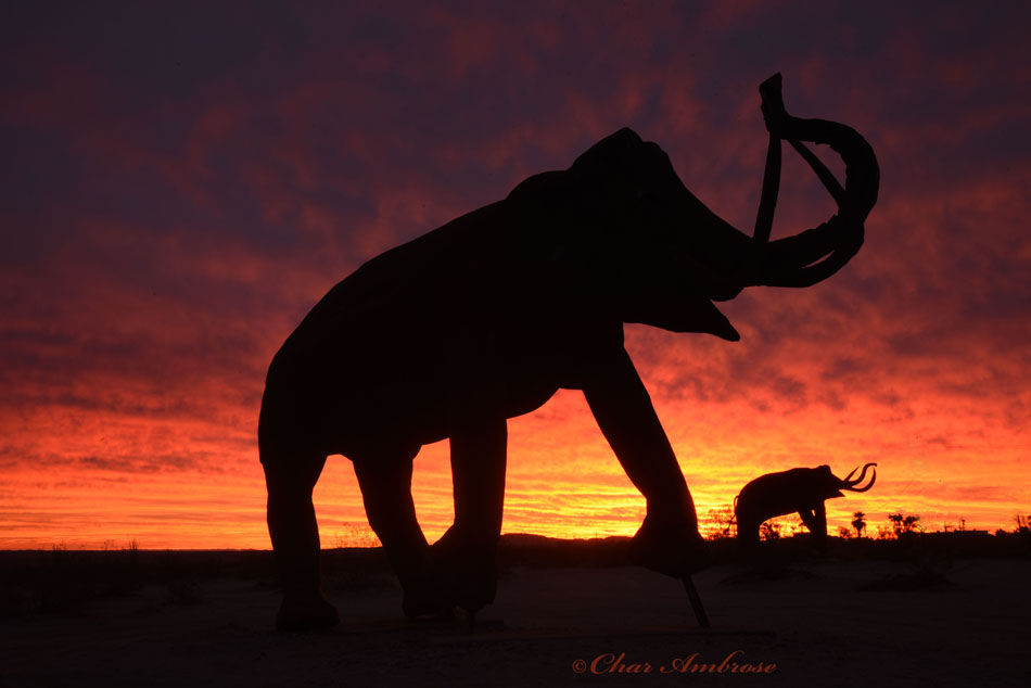 Mammoths at Sunrise, Galleta Meadows