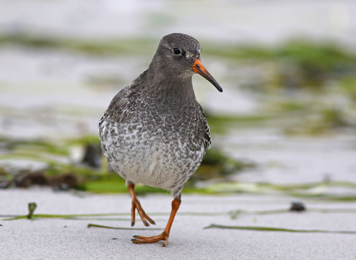 Purple Sandpiper (Calidris maritima)