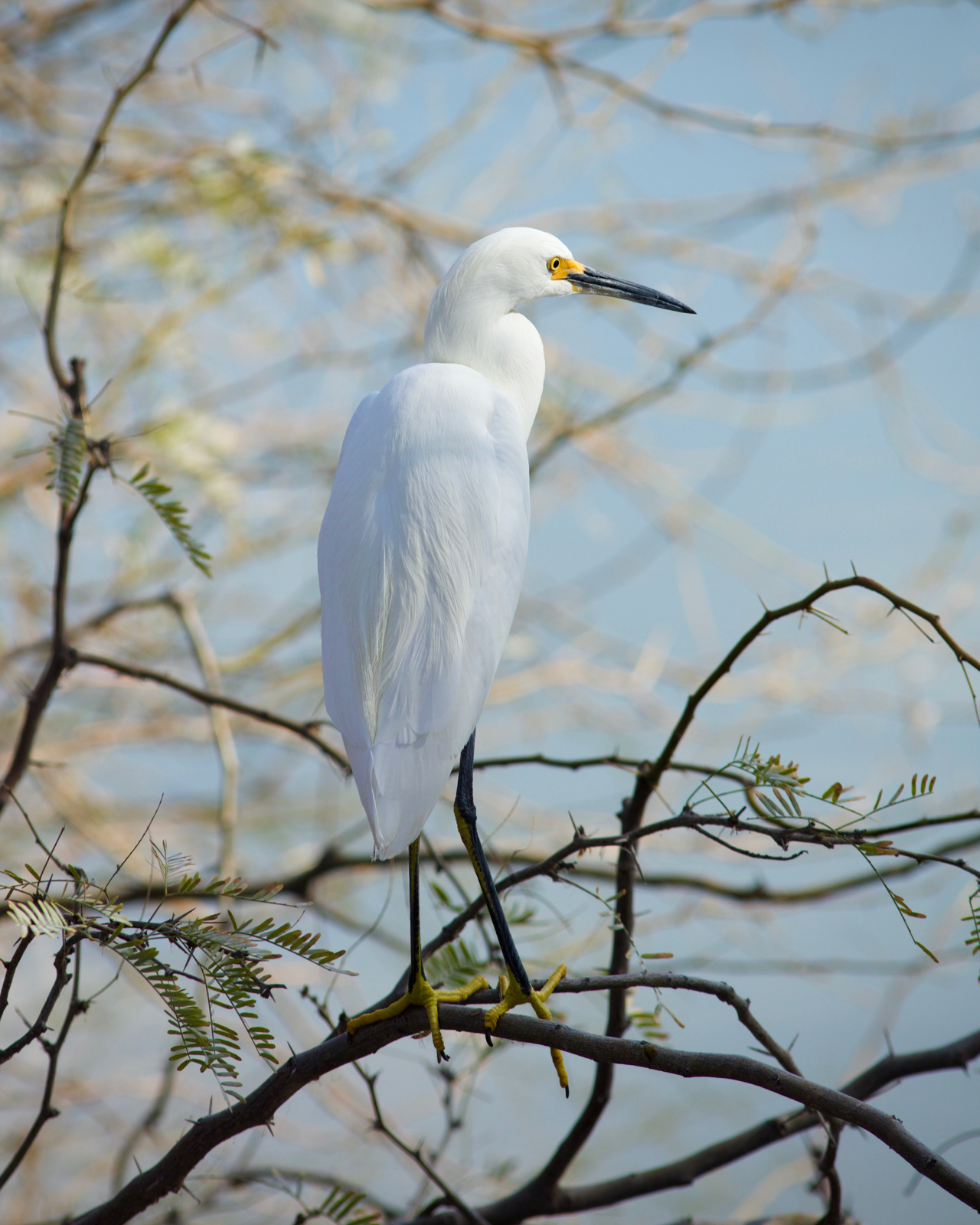 Riparian Preserve : Standing Tall Egrets