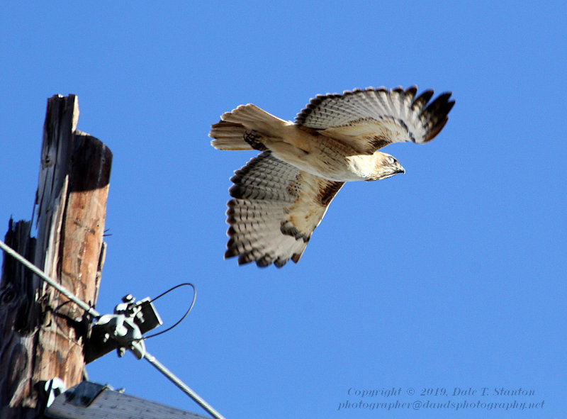 Red Tail - IMG_2018.JPG