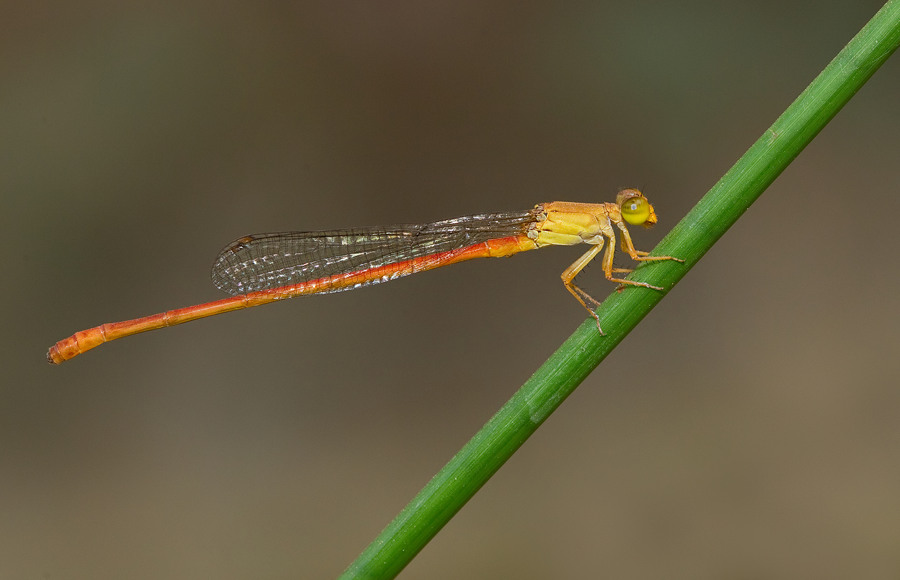 Common Orange / Ceriagrion glabrum