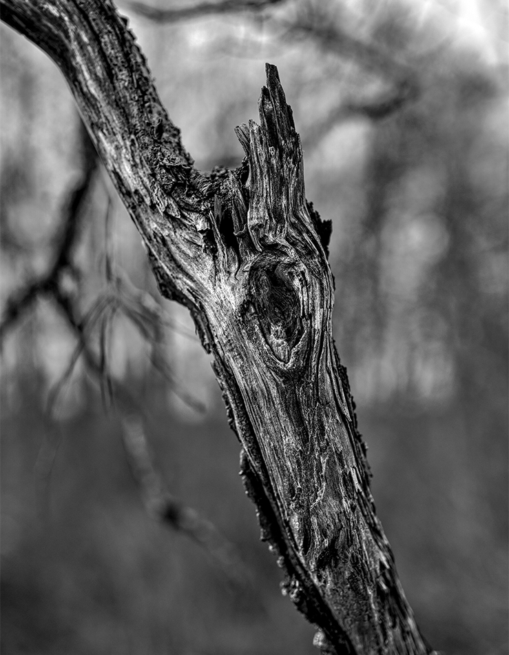 _DSC9207_DT.jpg