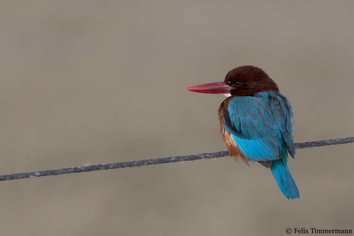 White-throated Kingfisher