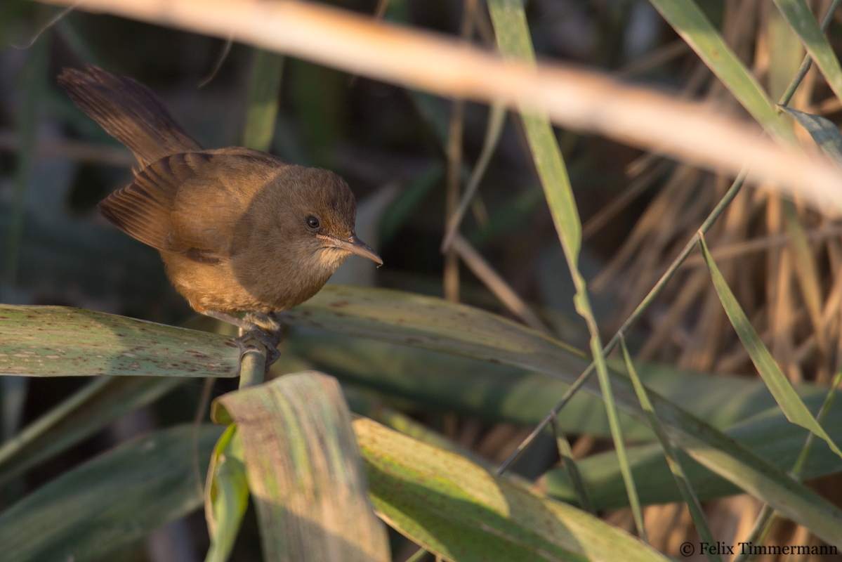 Clamorous Reed Warbler
