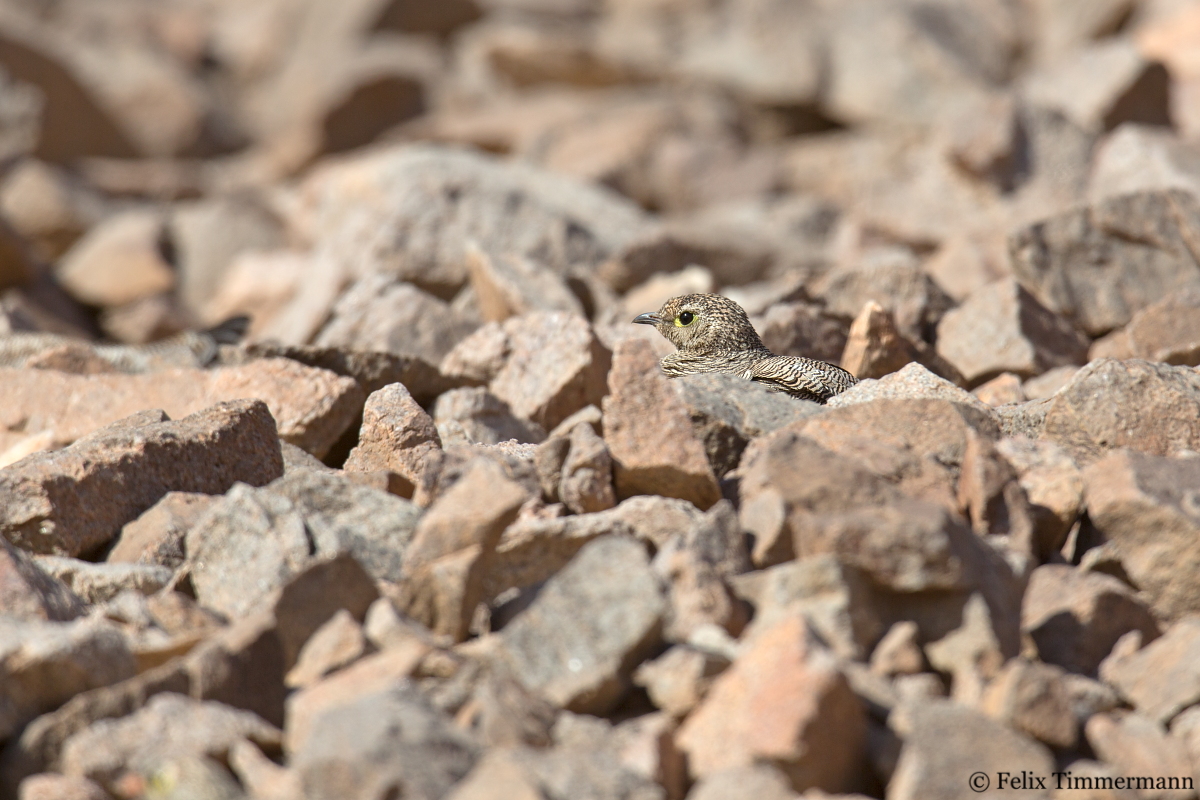 Lichtensteins Sandgrouse