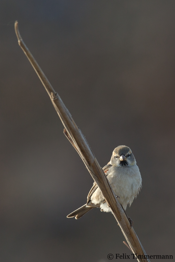 Dead Sea Sparrow