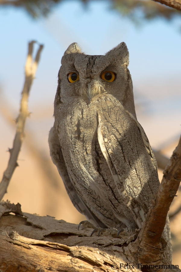 Pallid Scops Owl