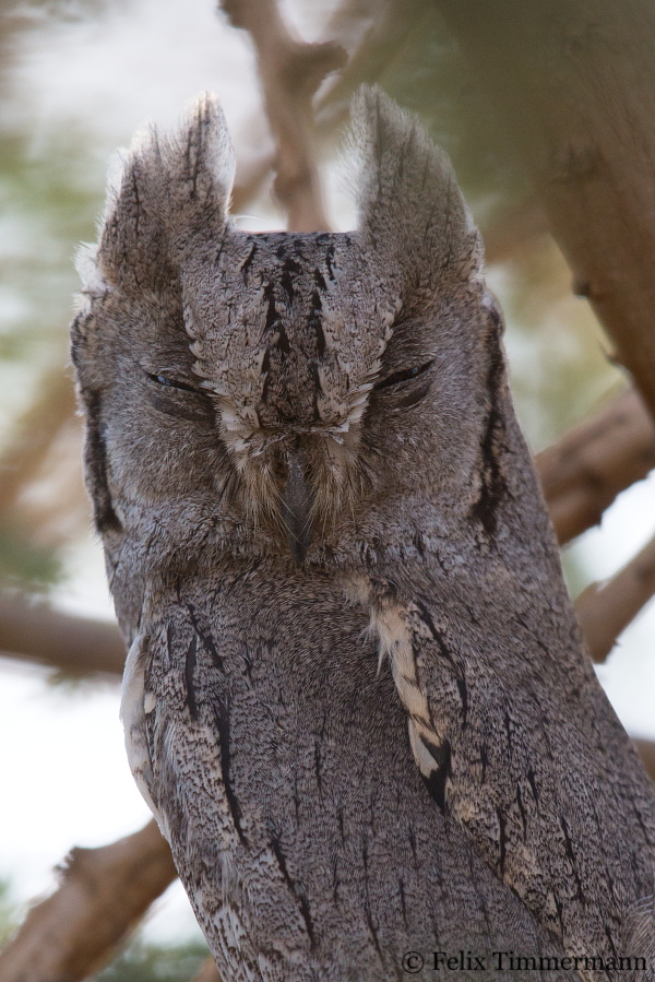 Pallid Scops Owl