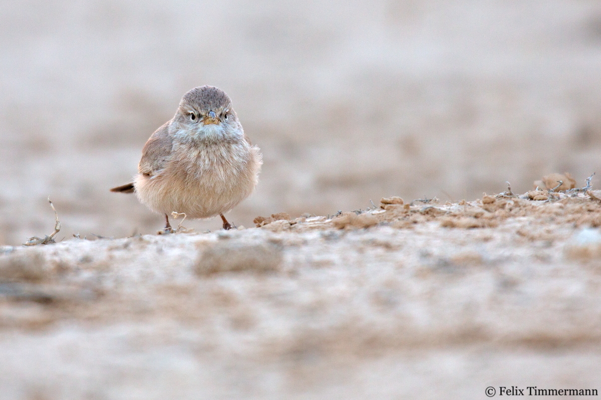 Bar-tailed Lark