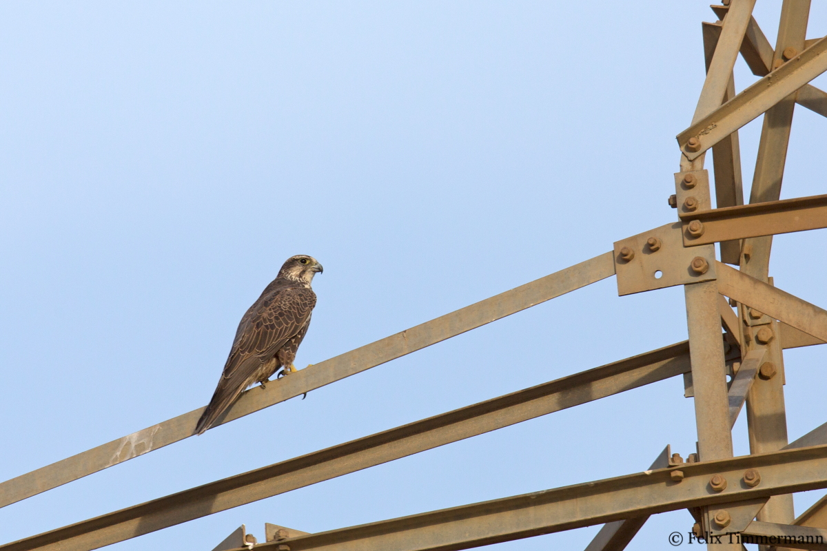 Saker