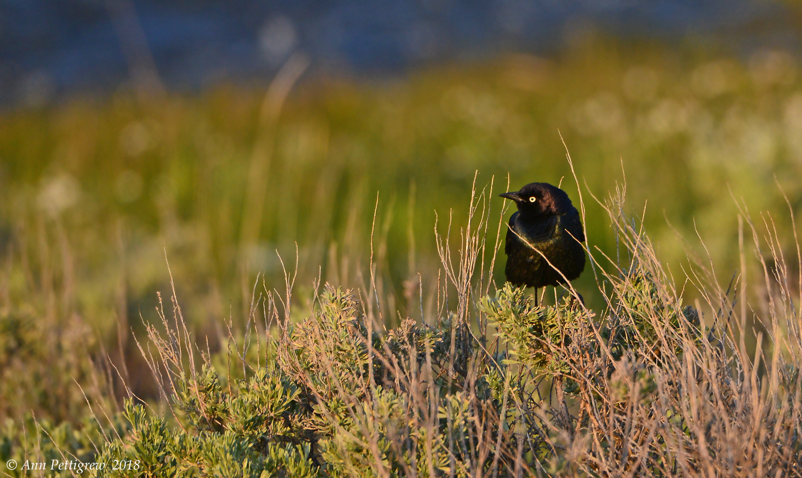 Brewers Blackbird