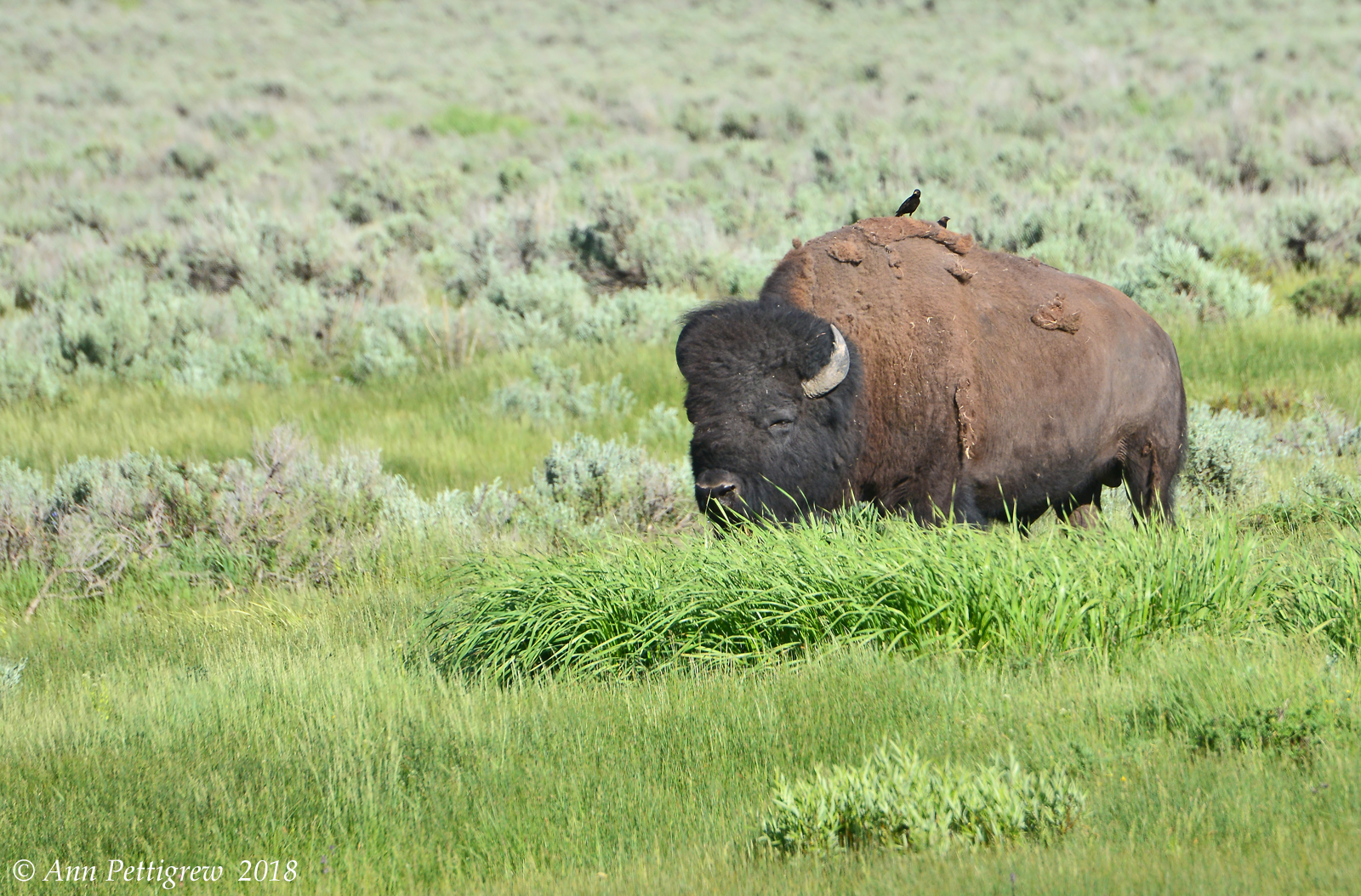 Massive Bull Bison