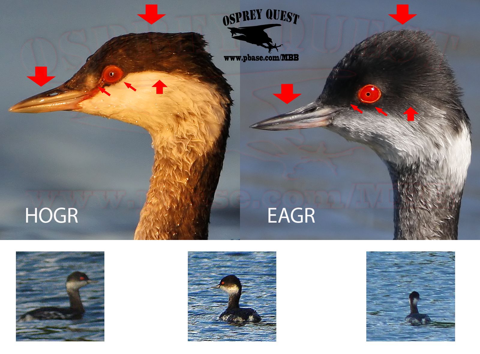 Grebe_Horned_vs_Eared_vs_ID.jpg